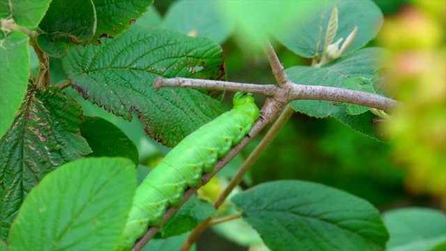 Green agrius caterpillar crawls up, branch of tree. Macro shot.