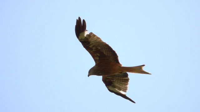 Tracking shot of big milvus egale in the air.Close up slow motion.