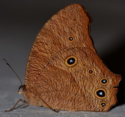 Obraz premium Beautifully patterned brown butterfly sitting on a white surface
