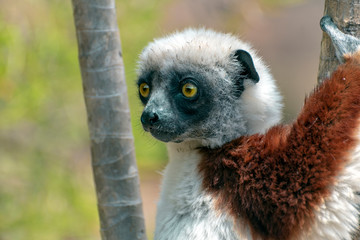 Crowned sifaka lemur ( Propithecus coronatus ), Portrait. Madagascar - wild nature.