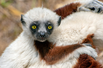 Crowned sifaka lemur ( Propithecus coronatus ),Young baby. Portrait.Madagascar - wild nature.