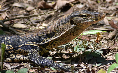 Beautifully patterned monitor lizard in a Malaysian park