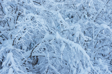 Tree branches covered with snow. Snowfall in nature. Pattern