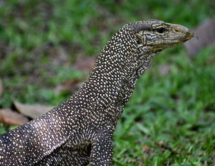 Fototapeta na wymiar Top half of beautifully patterned monitor lizard in a Malaysian park