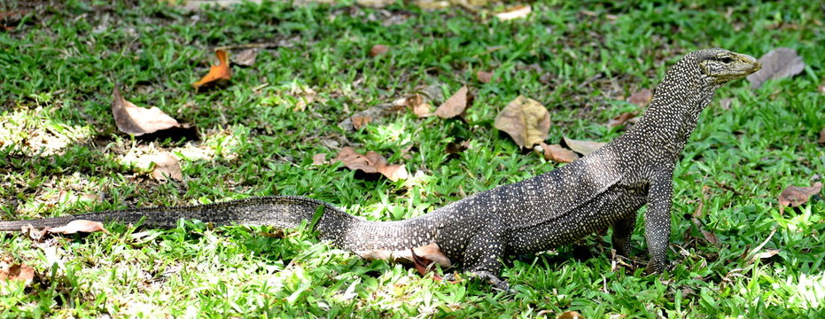Full body image of a large monitor lizard in a Malaysian park