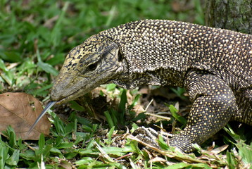Close up of a monitor lizard walking in a Malaysian park