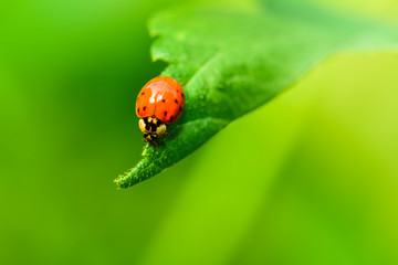 Fototapeta premium Close-ups of different insects inhabiting wild plants