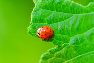 Close-ups of different insects inhabiting wild plants