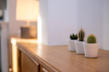 Fototapeta na wymiar green plant in living room