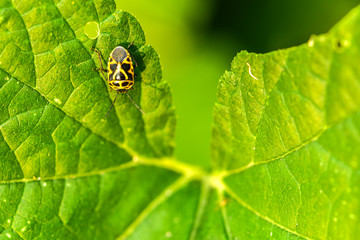 Close-ups of different insects inhabiting wild plants