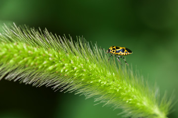 Close-ups of different insects inhabiting wild plants