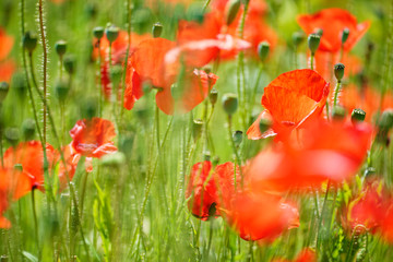 Wiese mit Klatschmohn