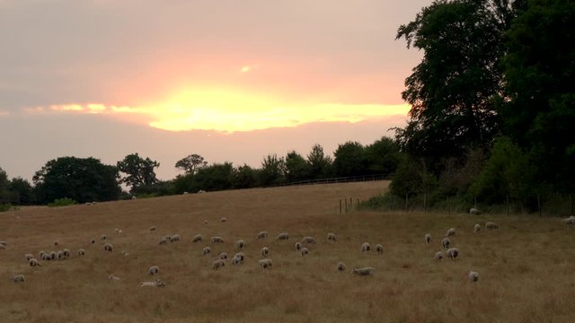 4K video clip showing flock of sheep grazing, eating grass walking in a field on a farm at sunset or sunrise