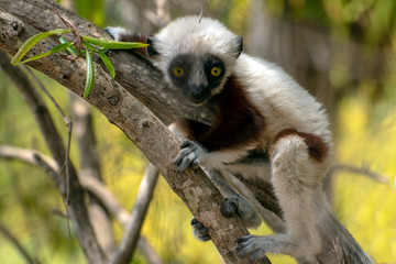 Crowned sifaka lemur ( Propithecus coronatus ),Young baby. Portrait.Madagascar - wild nature.