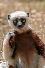 Crowned sifaka lemur ( Propithecus coronatus ), Portrait. Madagascar - wild nature.