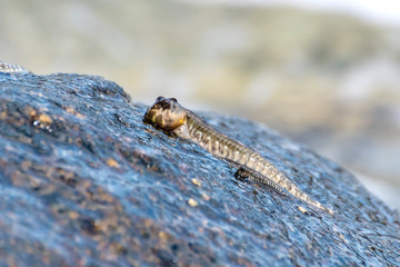 Unique fish. Barred mudskipper or silverlined mudskipper. Periophthalmus argentilineatus.