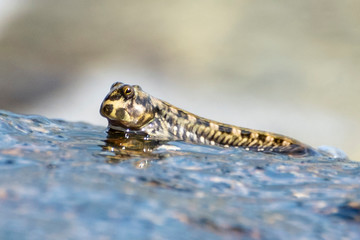 Unique fish. Barred mudskipper or silverlined mudskipper. Periophthalmus argentilineatus.