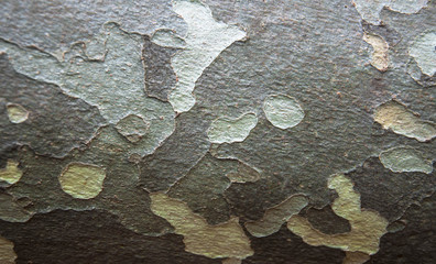 background with sycamore tree bark closeup