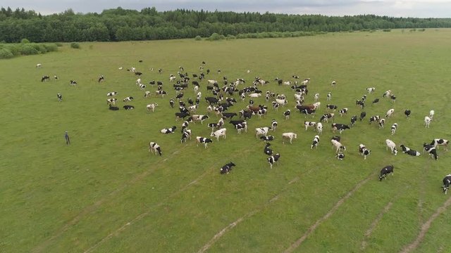 Cows graze on pasture. Herd of cows, top view. Livestock in Russia. Cows graze on a green meadow in summer.The farm.
