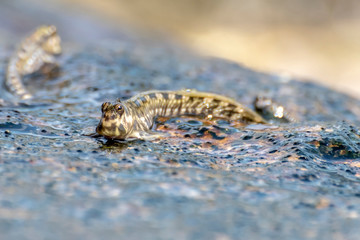 Unique fish. Barred mudskipper or silverlined mudskipper. Periophthalmus argentilineatus.