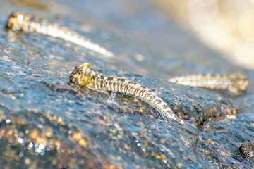 Unique fish. Barred mudskipper or silverlined mudskipper. Periophthalmus argentilineatus.