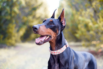 Doberman-pinscher outside in a wooded setting, black and tan
