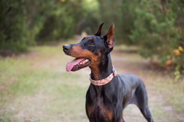 Doberman-pinscher outside in a wooded setting, black and tan