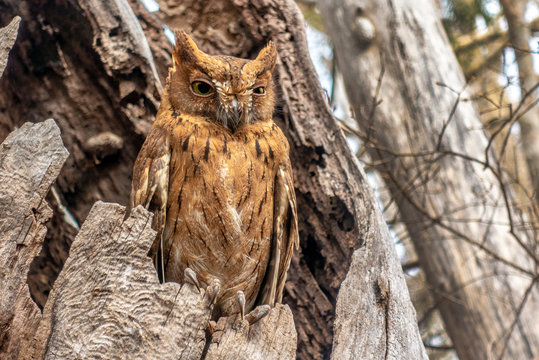 Madagascar Scops-owl  ( Otus rutilus), Pemba Dwergooruil, Malagasy