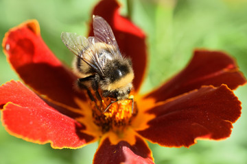 A bee collects pollen on a flower with red petals. Macro. Green blurred background.
