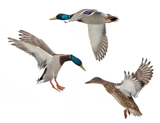 isolated on white three mallard ducks in flight