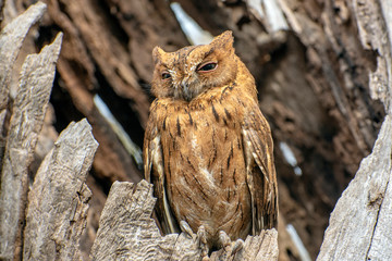 Madagascar Scops-owl  ( Otus rutilus), Pemba Dwergooruil, Malagasy