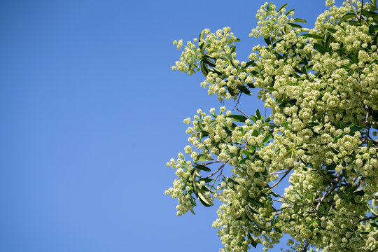 Devil tree ( Alstonia scholaris ) with flowers have a pungent smell