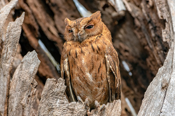 Madagascar Scops-owl  ( Otus rutilus), Pemba Dwergooruil, Malagasy