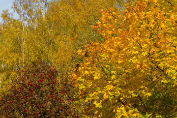 Fototapeta premium Collection of Beautiful Colorful Autumn Leaves / green, yellow, orange, red