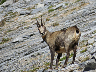 Gämse in den Bergen