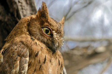 Madagascar Scops-owl  ( Otus rutilus), Pemba Dwergooruil, Malagasy