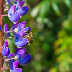 Close up of Bumble bee gathering nectar from Lupine flowers in spring, California