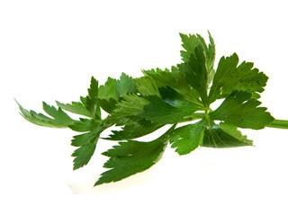parsley isolated on a white background