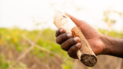 Closeup of a farmer holding an cassava in farmland, Angola 2019.