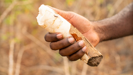 Closeup of a farmer holding an cassava in farmland, Angola 2019.
