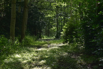 Obraz premium Natures Forest