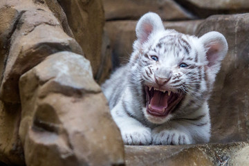 White tiger cub in zoological garden