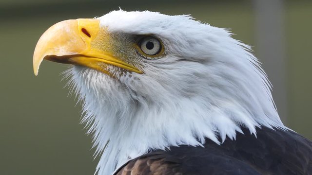 Vocalizing bald eagle close-up as he calls out to the wild.