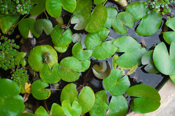 green leaves on tree