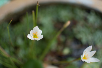white flower in garden