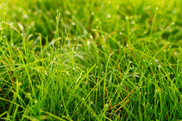 Grass with water drops in the sunlight