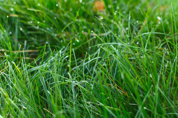 Grass with water drops in the sunlight