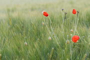 Klatschmohn in einem Getreidefeld