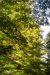 Bosque frondoso con hojas otoñales. 