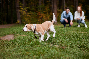 beagel performing commands of his owners. blurred background